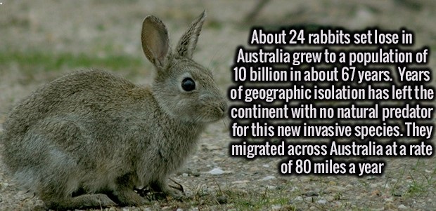 About 24 rabbits set lose in Australia grew to a population of 10 billion in about 67 years. Years of geographic isolation has left the continent with no natural predator for this new invasive species. They migrated across Australia at a rate of 80 miles 