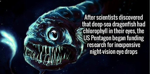 deep sea fish - After scientists discovered that deepsea dragonfish had chlorophyll in their eyes, the Us Pentagon began funding research for inexpensive nightvision eye drops
