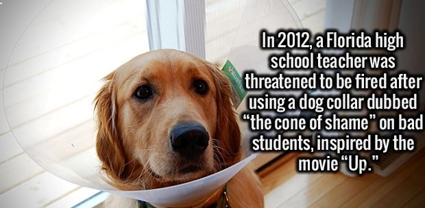 fact snout - In 2012, a Florida high school teacher was threatened to be fired after using a dog collar dubbed