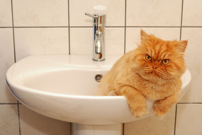 Meet Garfi, the Angriest Cat in the World