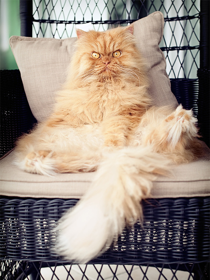 Meet Garfi, the Angriest Cat in the World