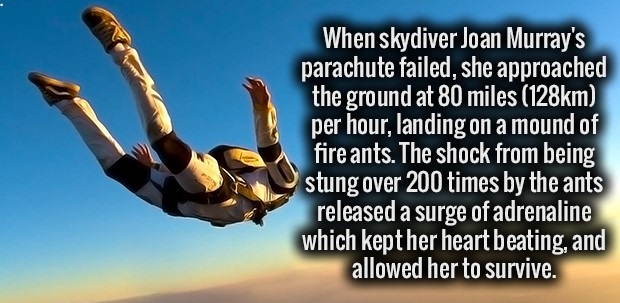 fun facts about the parachute - When skydiver Joan Murray's parachute failed, she approached the ground at 80 miles m per hour, landing on a mound of fire ants. The shock from being stung over 200 times by the ants released a surge of adrenaline which kep