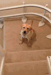 falling down stairs gif dog
