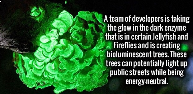 tree - A team of developers is taking the glow in the dark enzyme that is in certain Jellyfish and Fireflies and is creating bioluminescent trees. These trees can potentially light up public streets while being energyneutral.