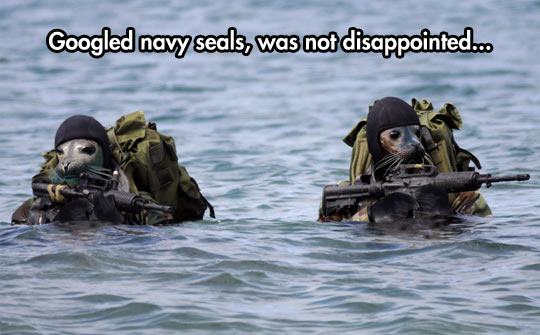 navy seals seal - Googled navy seals, was not disappointed.co