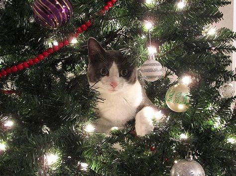 17 Cats That Have Turned the Christmas Tree Into Their New Home