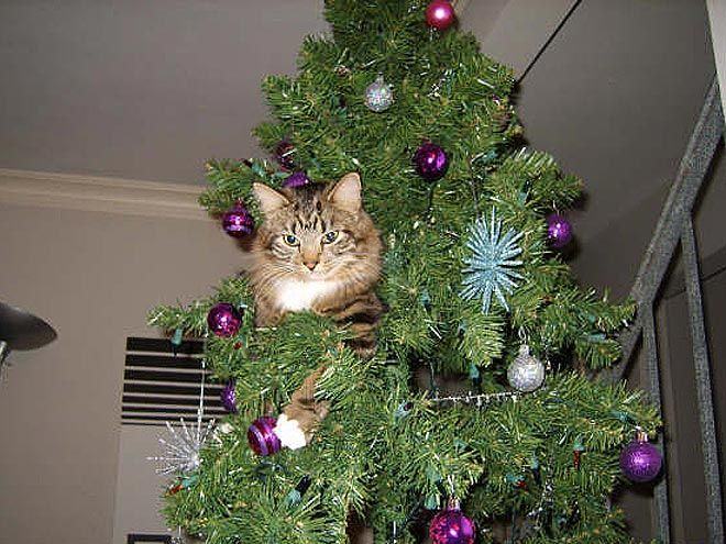 17 Cats That Have Turned the Christmas Tree Into Their New Home