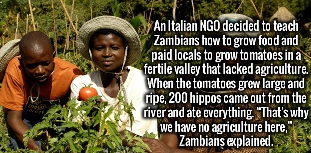 tree - An Italian Ngo decided to teach Zambians how to grow food anda paid locals to grow tomatoes in a fertile valley that lacked agriculture. When the tomatoes grew large and ripe, 200 hippos came out from the river and ate everything. "That's why we ha