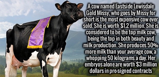 against the death penalty - A cow named Eastside Lewisdale Gold Missy, who goes by Missy for short is the most expensive cow ever sold. She is worth $1.2 million. She is considered to be the top milk cow, being the top in both beauty and milk production. 