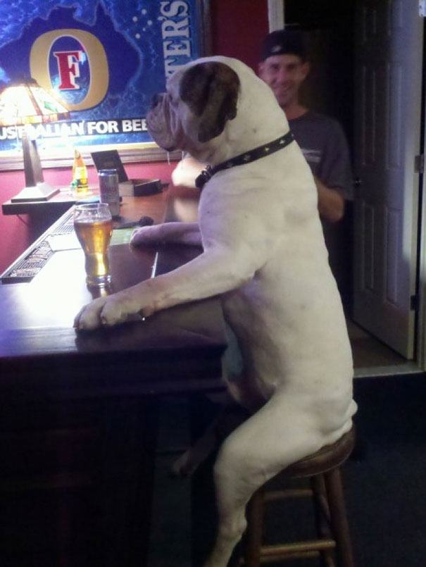 20 Dogs That Think They're People
