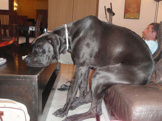 20 Dogs That Think They're People