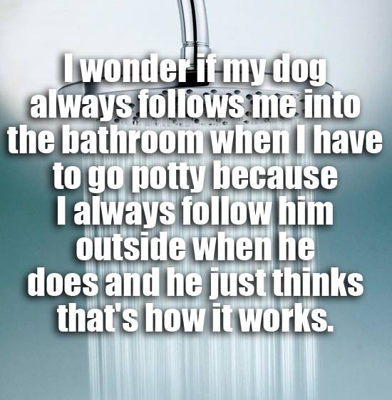 showerthoughts - shower thoughts funny - I wonder if my dog always s me into the bathroom when I have to go potty because I always him outside when he does and he just thinks that's how it works.