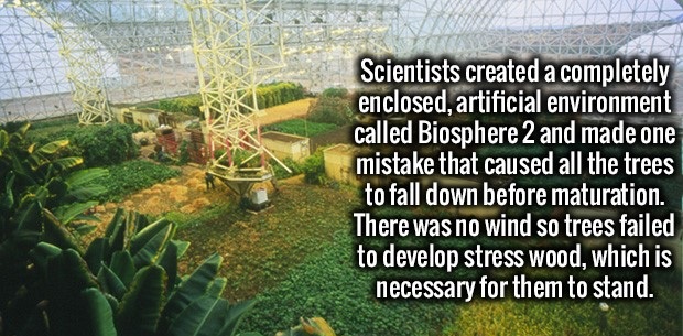 grass - Scientists created a completely enclosed, artificial environment called Biosphere 2 and made one mistake that caused all the trees to fall down before maturation. There was no wind so trees failed to develop stress wood, which is necessary for the
