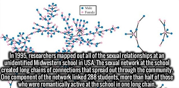 flower - . Male Female In 1995, researchers mapped out all of the sexual relationships at an unidentified Midwestern school in Usa. The sexual network at the school created long chains of connections that spread out through the community. One component of