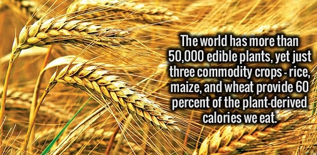 The world has more than 50,000 edible plants, yet just three commodity crops rice, maize, and wheat provide 60 percent of the plantderived calories we eat. Le