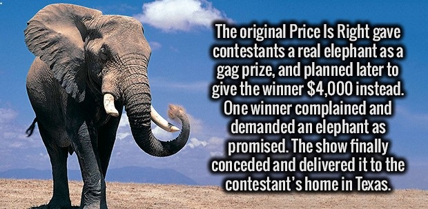 indian elephant - The original Price Is Right gave contestants a real elephant as a gag prize, and planned later to give the winner $4,000 instead. One winner complained and demanded an elephant as promised. The show finally conceded and delivered it to t