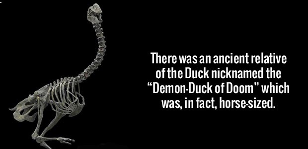skeleton - There was an ancient relative of the Duck nicknamed the "DemonDuck of Doom" which was, in fact, horsesized.