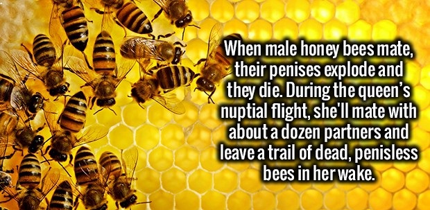 facts about honey bee - When male honey bees mate, their penises explode and they die. During the queen's nuptial flight, she'll mate with about a dozen partners and leave a trail of dead, penisless bees in her wake.