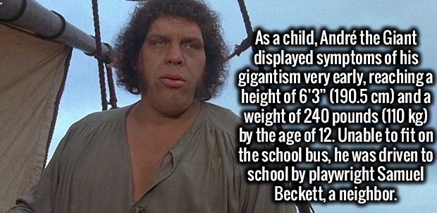 princess bride - As a child, Andr the Giant displayed symptoms of his gigantism very early, reachinga height of 6'3" 190.5 cm and a weight of 240 pounds 110 kg by the age of 12. Unable to fit on the school bus, he was driven to school by playwright Samuel