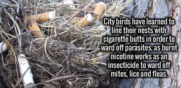 bird nest - City birds have learned to line their nests with 7 cigarette butts in order to ward off parasites, as burnt nicotine works as an insecticide to ward off mites, lice and fleas.