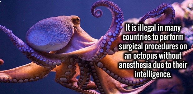 octopus fun facts - It is illegal in many countries to perform surgical procedures on an octopus without anesthesia due to their intelligence.