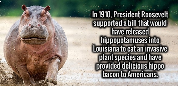 photo caption - In 1910, President Roosevelt supported a bill that would have released hippopotamuses into Louisiana to eat an invasive plant species and have provided delicious hippo bacon to Americans.