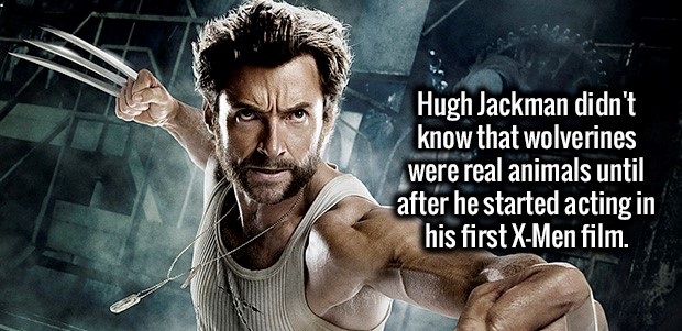 Hugh Jackman didn't know that wolverines were real animals until after he started acting in his first XMen film.