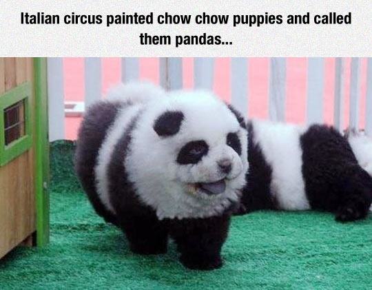 black and white chow chow - Italian circus painted chow chow puppies and called them pandas...