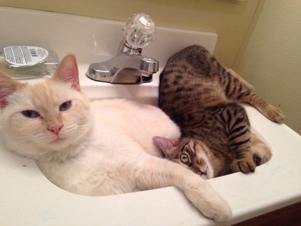 Crammed in your sink
