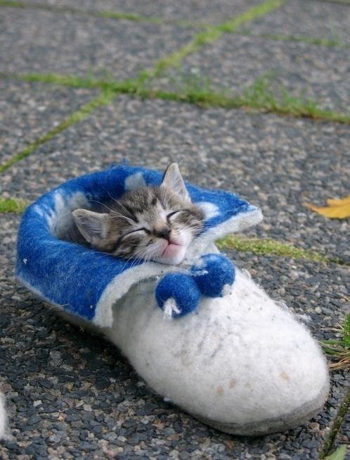 Inside this slipper (awwww)