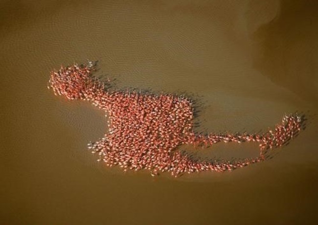 Rest assured that these flamingos aren't forming a giant, Transformer-like mega-flamingo to destroy us all.