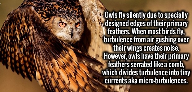 horned owl hunting - Owls fly silently due to specially designed edges of their primary feathers. When most birds fly, turbulence from air gushing over their wings creates noise. However, owls have their primary feathers serrated a comb, which divides tur