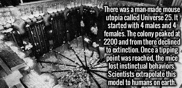 There was a manmade mouse utopia called Universe 25. It started with 4 males and 4 females. The colony peaked at 2200 and from there declined to extinction. Once a tipping point was reached, the mice lost instinctual behaviors. Scientists extrapolate this