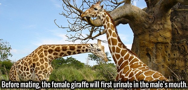beautiful animals - Song 34 Before mating, the female giraffe will first urinate in the male's mouth.
