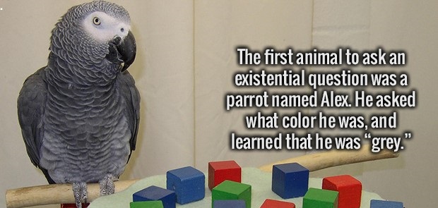 alex the parrot - The first animal to ask an existential question was a parrot named Alex. He asked what color he was, and learned that he was grey."