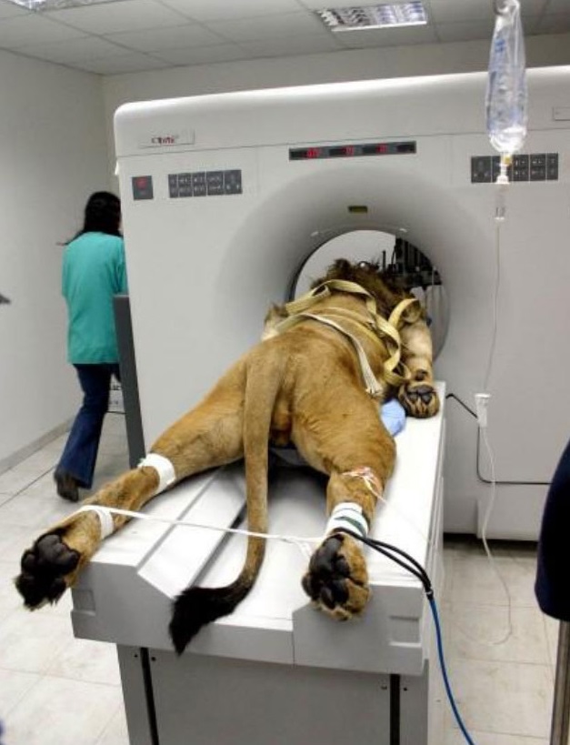 lion in a cat scan