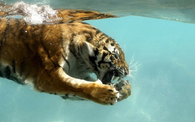 swimming tiger