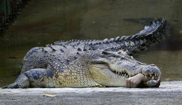 alligator kills