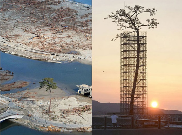 The only tree that survived the tsunami in Japan, which took down 70,000 surrounding trees. Today protected and restored.