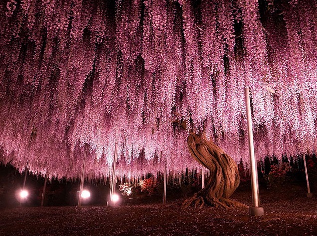 144-year-old wisteria--largest in Japan.