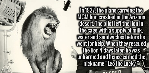 pet - In 1927, the plane carrying the Mgm lion crashed in the Arizona desert. The pilot left the lion in the cage with a supply of milk, water and sandwiches before he went for help. When they rescued the lion 4 days later, he was unharmed and hence earne