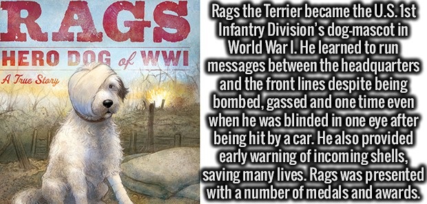 dog - R A G S Brasile Termier became the Usise Hero Dog of Wwi A True Story Rags the Terrier became the U.S. 1st Infantry Division's dogmascot in World War I. He learned to run messages between the headquarters and the front lines despite being bombed, ga