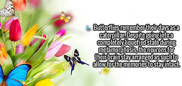 love to last a lifetime - Butterflies remember theirdaysasa caterpillar. Despite going into a completely liquefied state during metamorphosis, the neurons for their brain stay arranged as such to allow for the memories to stay intact.