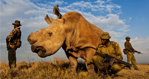 The last male northern white rhino left on Earth.