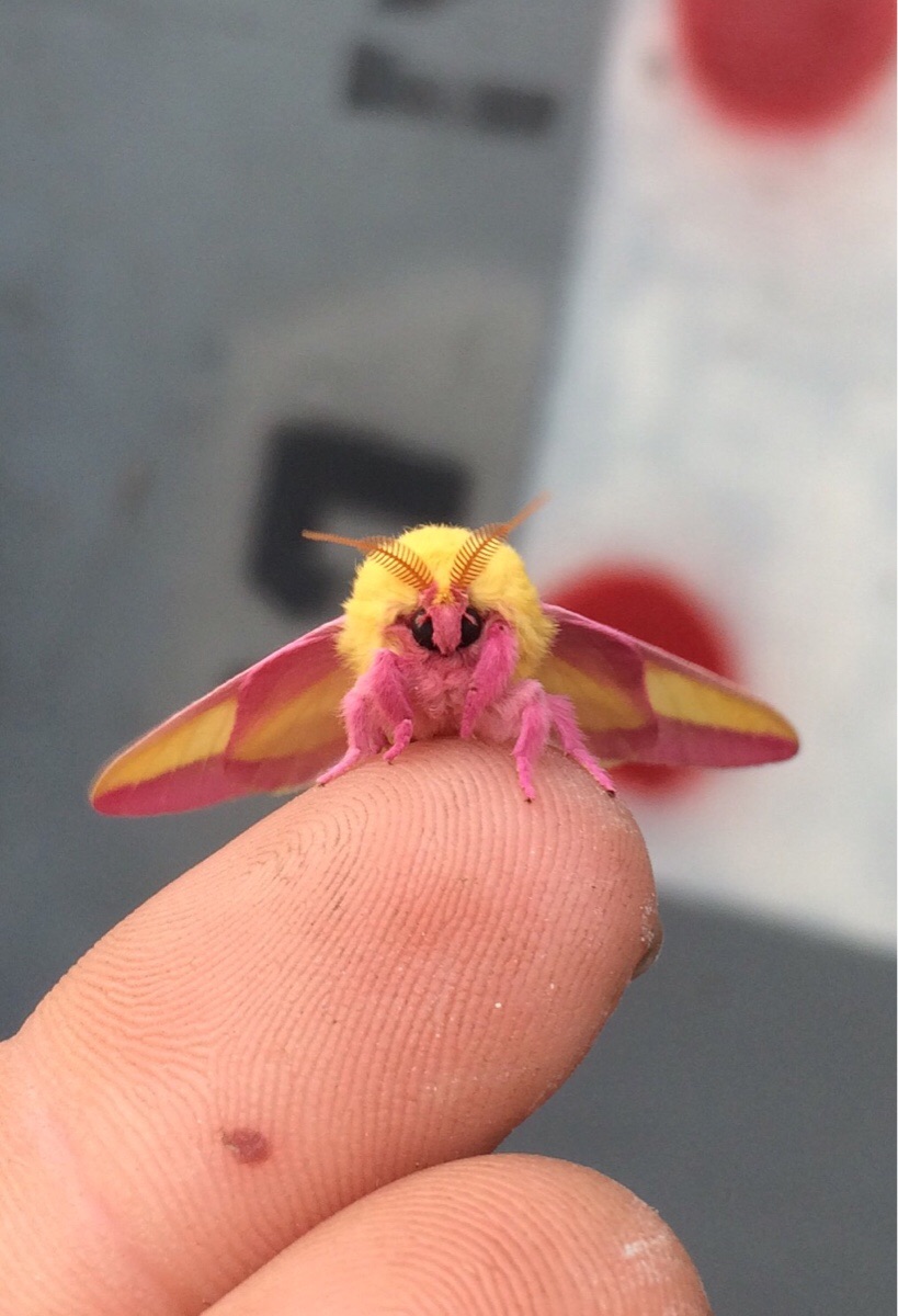 A beautiful close-up of a little Rosy Maple Moth (also known as Dryocampa rubicunda).
