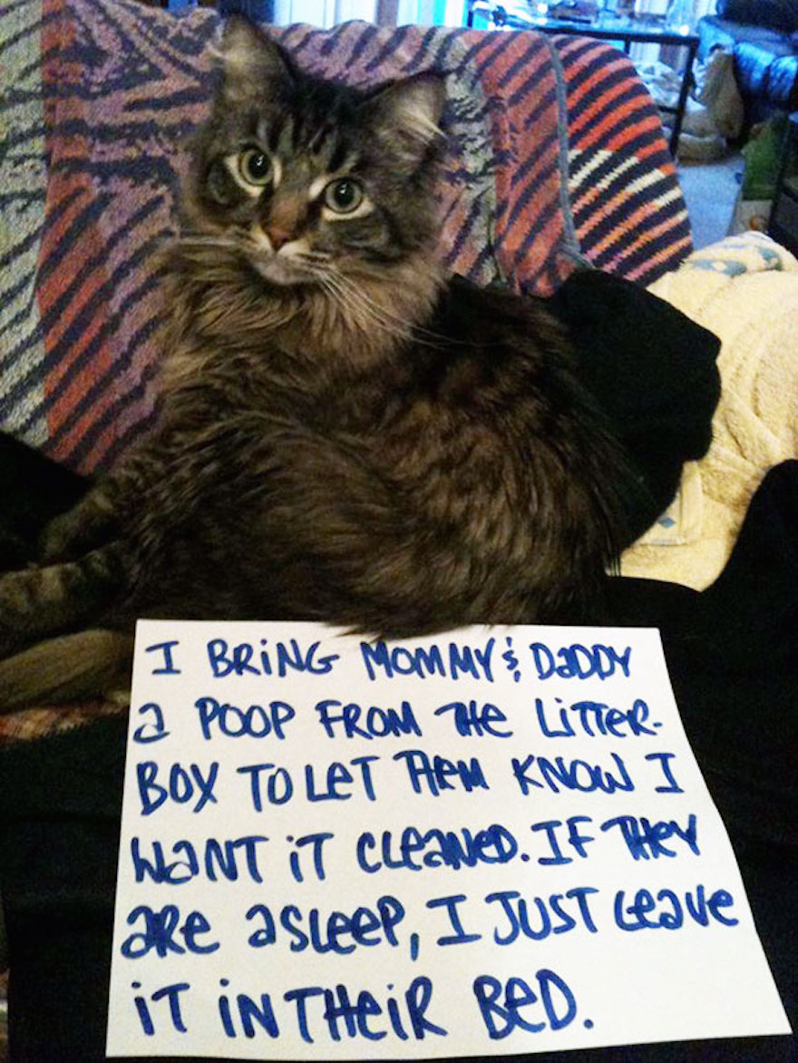 The Best Of Cat Shaming