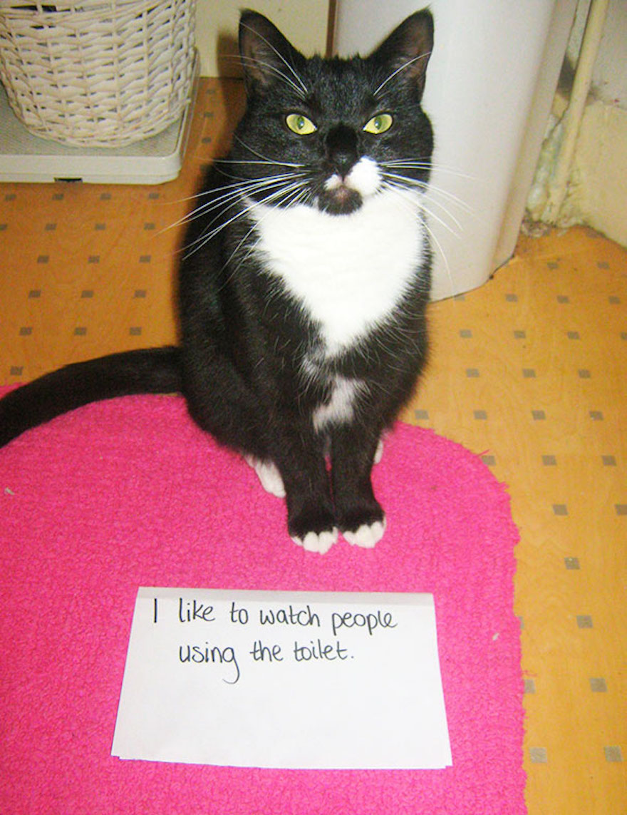 The Best Of Cat Shaming