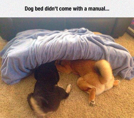Dog - Dog bed didn't come with a manual...