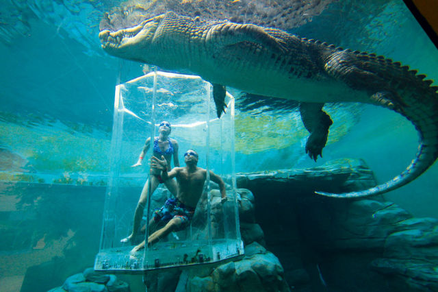 Crocosaurus Cove Aquarium In Australia.