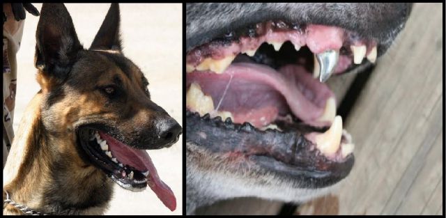 Some military dogs have titanium teeth, each costing between $600-$2000. It can rip both metal and kevlar apart.